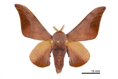 臺灣鉤翅赭樺蛾 Comparmustilia gerontica 雄蟲