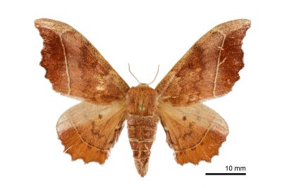 波花樺蛾 Oberthueria formosibia 雌蟲