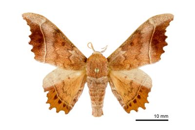 波花樺蛾 Oberthueria formosibia 雄蟲