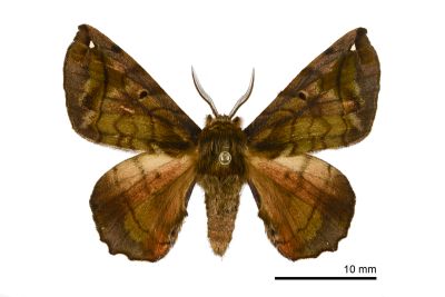 小窗樺蛾 Prismosticta fenestrata 雄蟲