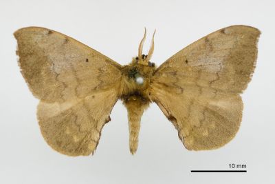 綠茶蠶蛾 Andraca olivacea 雄蟲