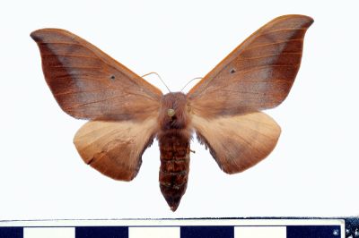 Mustilia fusca 雌蟲