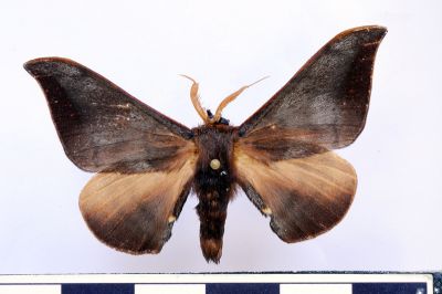 Mustilia fusca 雄蟲