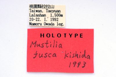 Mustilia fusca