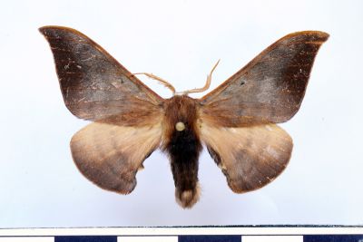 Mustilia fusca 雄蟲
