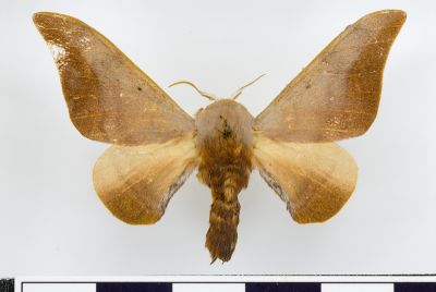 Mustilia gerontica 雄蟲