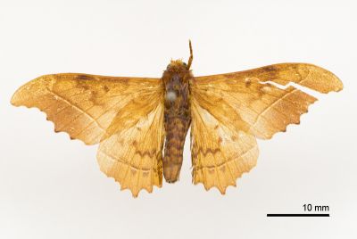 波花樺蛾 Oberthueria formosibia 雄蟲