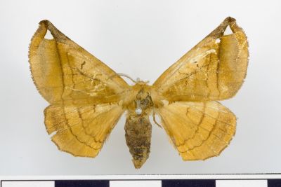 小窗樺蛾 Prismosticta fenestrata 雌蟲