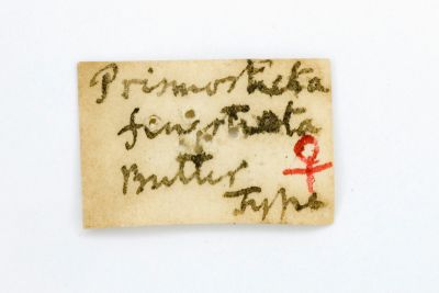 小窗樺蛾 Prismosticta fenestrata