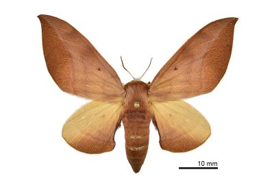 臺灣鉤翅赭樺蛾 Comparmustilia gerontica 雌蟲