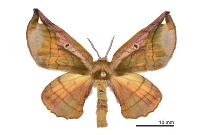 小窗樺蛾 Prismosticta fenestrata 雌蟲