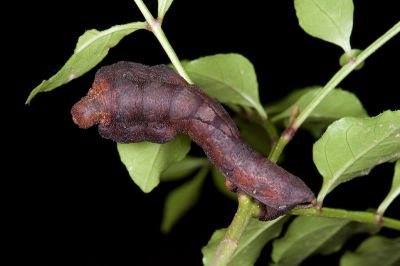 臺灣鉤翅赭樺蛾 Comparmustilia gerontica