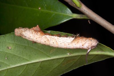 小窗樺蛾 Prismosticta fenestrata