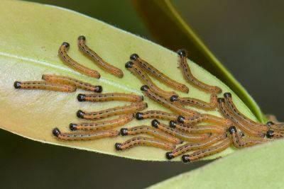 臺灣茶樺蛾 Andraca theae