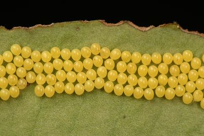 臺灣茶樺蛾 Andraca theae