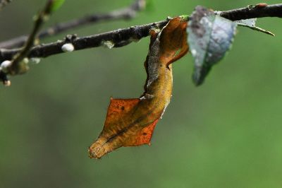 小窗樺蛾 Prismosticta fenestrata