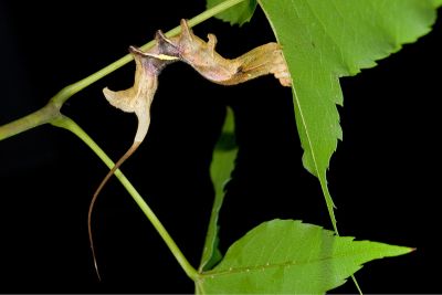 波花樺蛾 Oberthueria formosibia