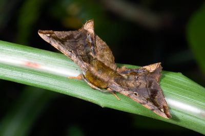 小窗樺蛾 Prismosticta fenestrata 雄蟲