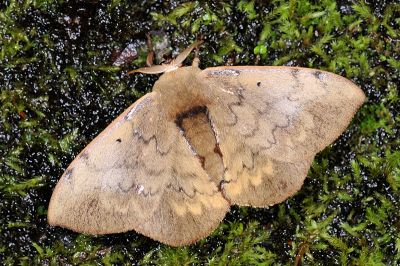 綠茶蠶蛾 Andraca olivacea 雄蟲