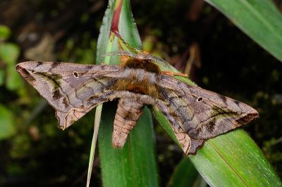 小窗樺蛾 Prismosticta fenestrata 雄蟲