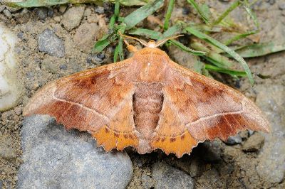 波花樺蛾 Oberthueria formosibia 雄蟲