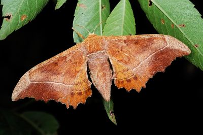 波花樺蛾 Oberthueria formosibia 雌蟲