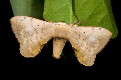 綠茶蠶蛾 Andraca olivacea 雄蟲