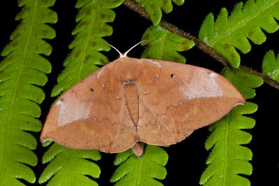 綠茶蠶蛾 Andraca olivacea 雌蟲