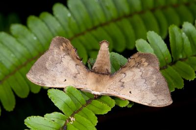 綠茶蠶蛾 Andraca olivacea 雄蟲