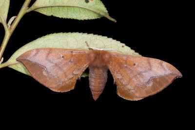 耀沂茶樺蛾 Andraca yauichui 雌蟲