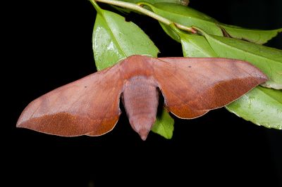 臺灣鉤翅赭樺蛾 Comparmustilia gerontica 雌蟲
