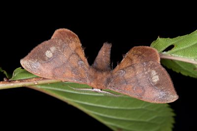 耀沂茶樺蛾 Andraca yauichui 雄蟲