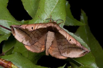 小窗樺蛾 Prismosticta fenestrata 雌蟲