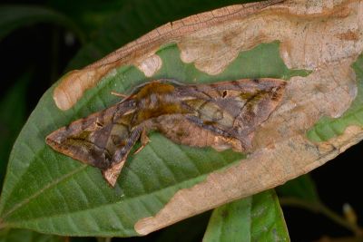 小窗樺蛾 Prismosticta fenestrata 雄蟲