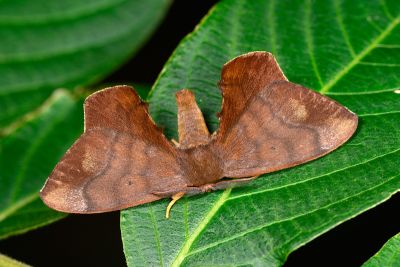 臺灣茶樺蛾 Andraca theae 雄蟲