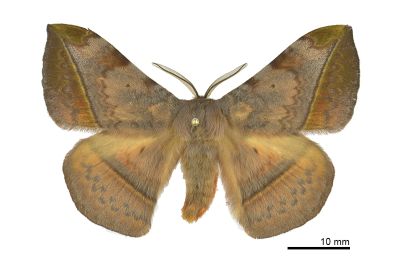 阿里山絨帶蛾 Apha arisana 雄蟲