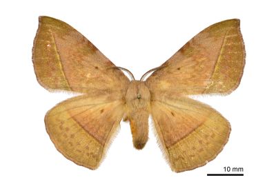 阿里山絨帶蛾 Apha arisana 雌蟲