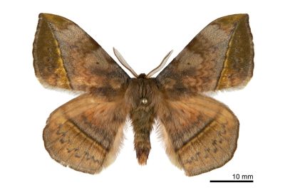 阿里山絨帶蛾 Apha arisana 雄蟲