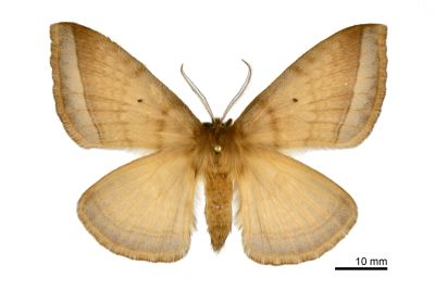 兩色帶蛾 Apona fuliginosa 雌蟲