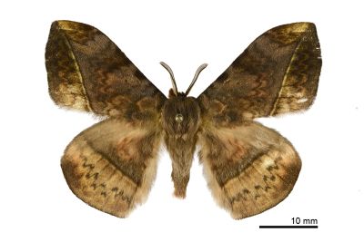 埔里絨帶蛾 Apha horishana 雄蟲