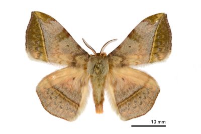 阿里山絨帶蛾 Apha arisana 雄蟲