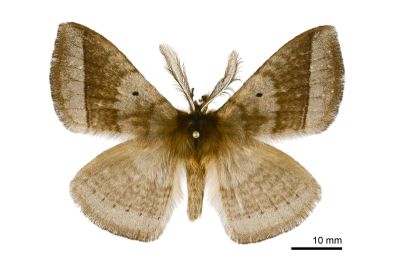 兩色帶蛾 Apona fuliginosa 雄蟲