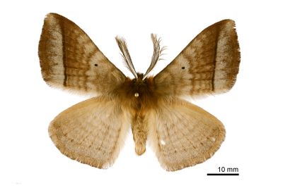 兩色帶蛾 Apona fuliginosa 雄蟲
