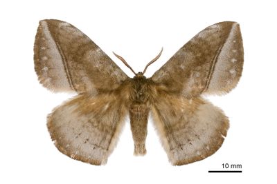 蓬萊灰紋帶蛾 Ganisa formosicola 雄蟲