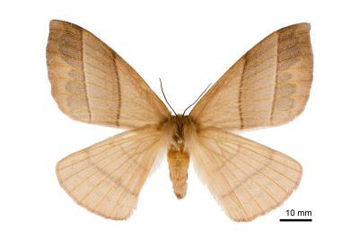 褐帶蛾 Palirisa cervina formosana 雌蟲