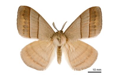 褐帶蛾 Palirisa cervina formosana 雄蟲