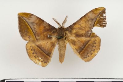 阿里山絨帶蛾 Apha arisana 雄蟲