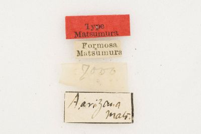 阿里山絨帶蛾 Apha arisana 雄蟲