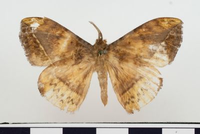 埔里絨帶蛾 Apha horishana 雄蟲