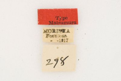 埔里絨帶蛾 Apha horishana 雄蟲
